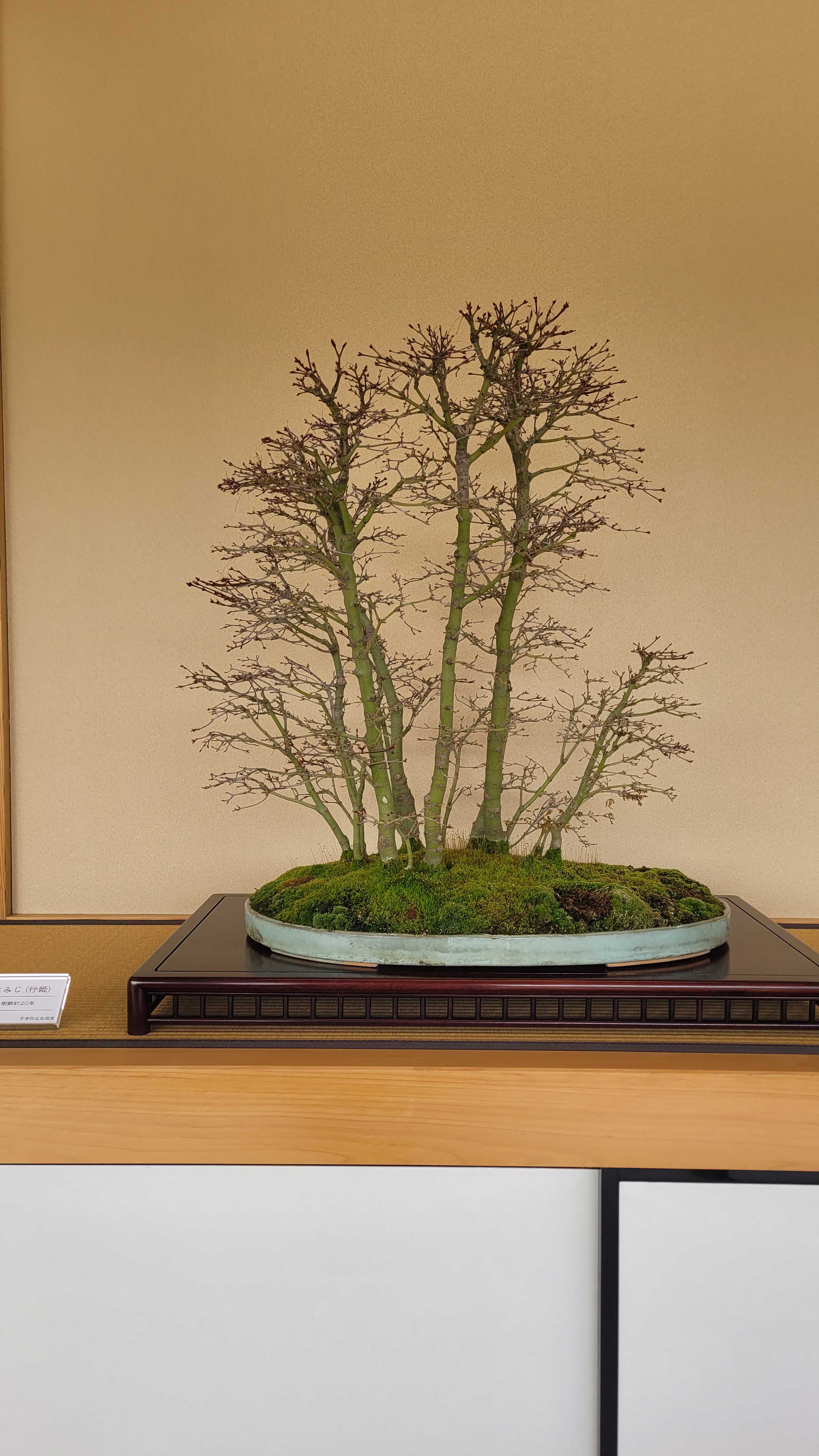 A maple bonsai tree from kyoto in Japan